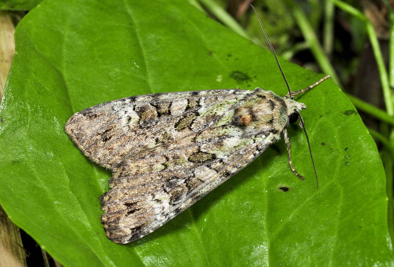 Noctuidae dal Cadore